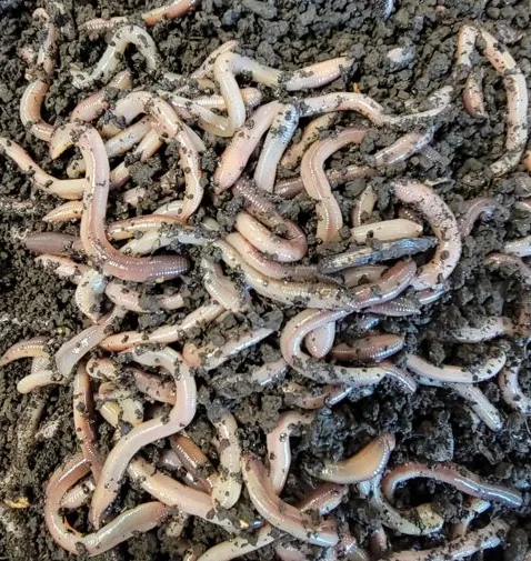 Live nightcrawlers for fishing bait